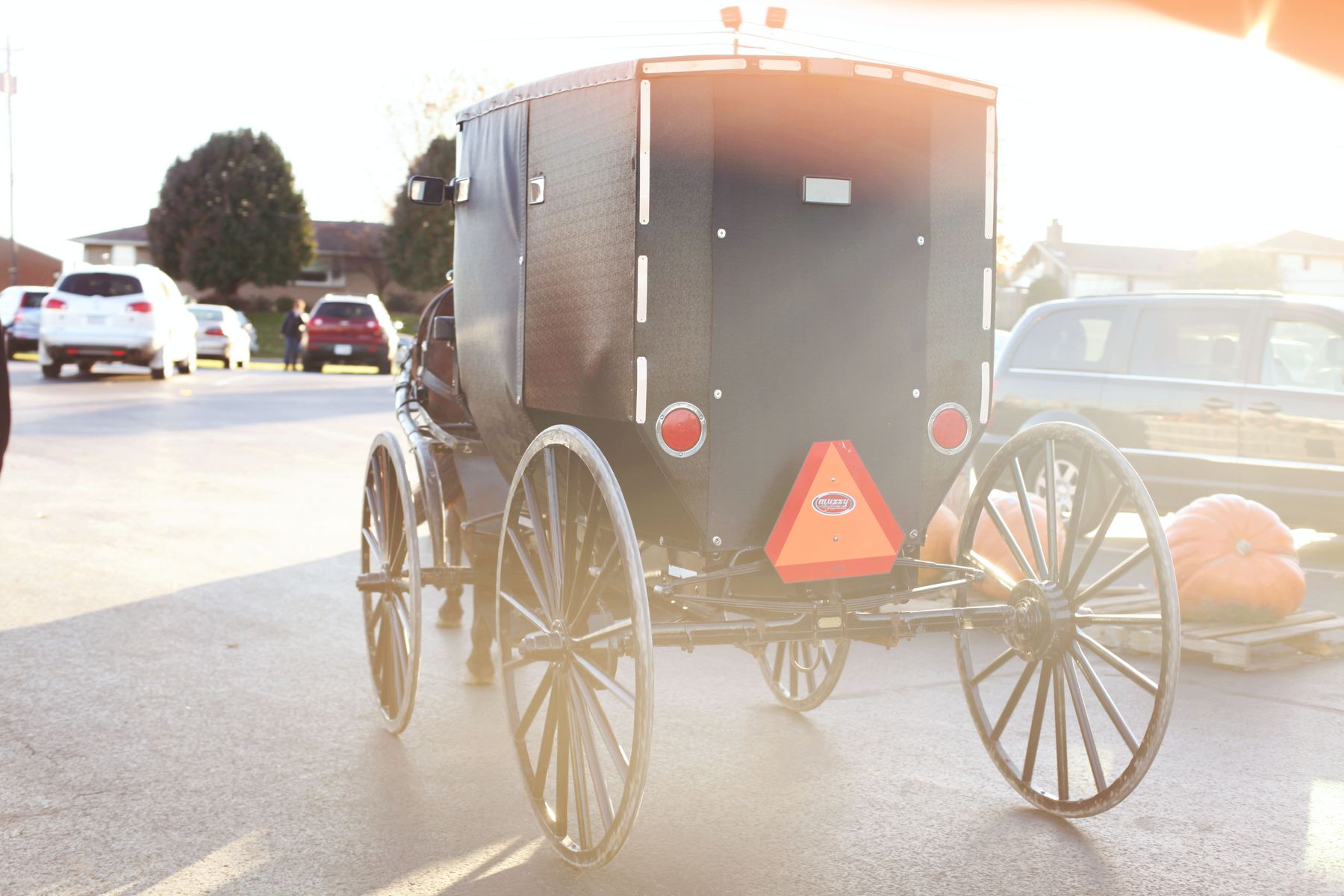 Rear view of a hand-built black show cart with spoked wheels, hitched and ready